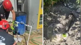 Beton mikserinden dökülen betonun altında kalan yavru köpek kurtarıldı