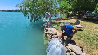Manavgat’taki baraj gölü ve akarsulara 400 bin sazan yavrusu bırakıldı