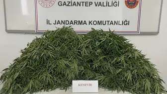 Gaziantep'te uyuşturucu operasyonu : 116 kök kenevir ele geçirildi, 9 gözaltı