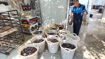 Mersin'de mide bulandıran görüntü : 200 kilogram bozuk midye dolma imha edildi