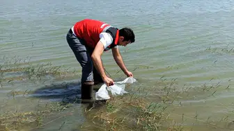 Tekirdağ’da göletlere 150 bin balık bırakıldı