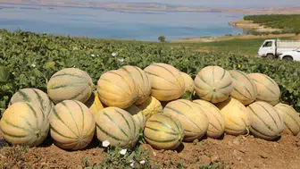 Kavun üreticisinin hasat heyecanı başladı ! Elazığ'da sezon beklentisi açıklandı