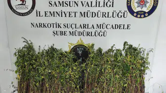 Samsun Bafra'da uyuşturucu operasyonu : Bin 655 kök kenevir ele geçirildi