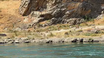 Elazığ Karakoçan'da çay kenarında dağ keçileri görüntülendi
