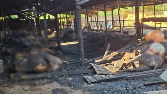 Samsun'da 53 büyükbaş hayvan telef oldu
