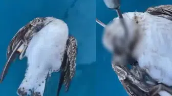 Antalya Alanya açıklarında martı telef oldu