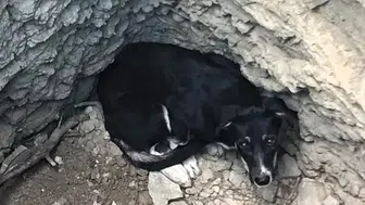 Karabük'te köpek kuyuya düştü : İtfaiye ekipleri kurtardı