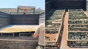 Hatay'da kaçakçılık operasyonu : Traktör römorkunda 2 bin 114 saka kuşu ele geçirildi