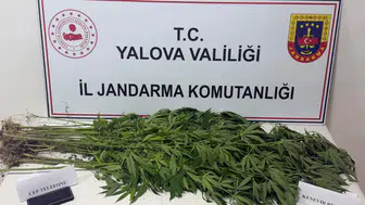 Yalova'da uyuşturucu operasyonu : 3 şüpheli gözaltına alındı