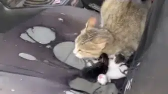 Mersin'de akılalmaz olay : Camı açık bırakılan otomobile giren kedi yavruladı