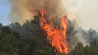 Muğla Menteşe'de orman yangını
