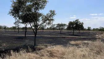 Şanlıurfa Birecik'te korkutan yangın : Çok sayıda ağaç küle döndü