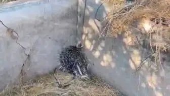 Elazığ'da sulama havuzuna düşen oklu kirpi kurtarıldı