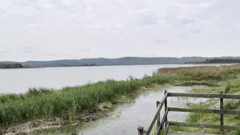 Tekirdağ’da gölette alarm ! Su seviyesi düşünce çok sayıda balık telef oldu