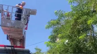 Bitlis’te ayağı ipe dolanan karga ağaçta mahsur kaldı