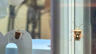 Diyarbakır'da böceğin sırtındaki desenler görenleri hayrete düşürdü