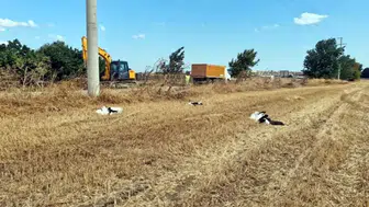 Tekirdağ'da elektrik akımına kapılan 30 leylek tarlada ölü bulundu
