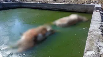 Hakkari'de havuza düşen inekler telef oldu