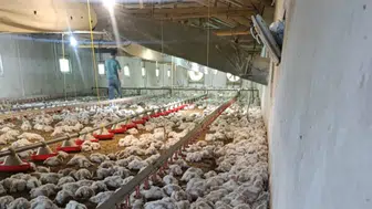 Bolu'da kümesin havalandırması bozuldu : 4 bin tavuk telef oldu