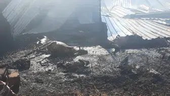 Niğde'de çiftlik yangını : 250 küçükbaş hayvan telef oldu