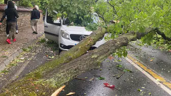 Niğde’de sağanak ve rüzgar ağacı kökünden söktü ! Otomobilin üzerine devrildi