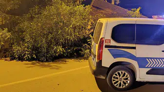 Beyşehir'de ceviz ağacı caddeye devrildi : Ulaşım geçici olarak durdu