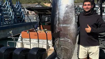 İzmir'de balıkçılar 2 metre boyunda orkinos yakaladı