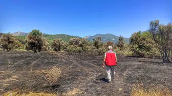 Fethiye'deki orman yangınının ardından tarım alanlarında hasar tespit çalışmaları başladı