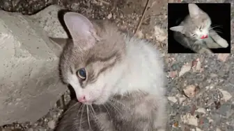 Yavru kediyi istismar edip şiddet uyguladılar