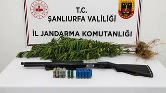 Şanlıurfa'da yasa dışı kenevir operasyonu : 1 gözaltı