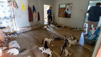Mersin'de kötü koku alarmı : Evden 100 kedi çıktı