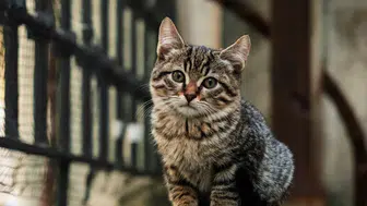 Sultangazi'de 2 kadın komşu arasında yavru kedi tartışması