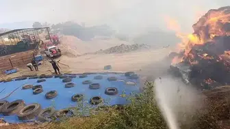 Aydın'da ot yangını zeytinliğe sıçradı
