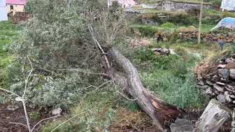 Ardahan'da şiddetli fırtına : Ağaçlar devrildi