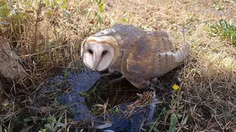 Okul bahçesinde fark edildi ! Yaralı olduğu değerlendirilen peçeli baykuş kurtarıldı