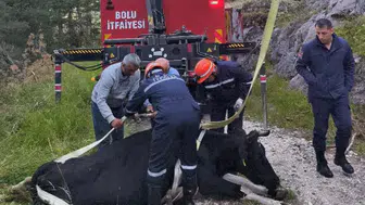 Bolu'da inek 50 metrelik uçuruma düştü