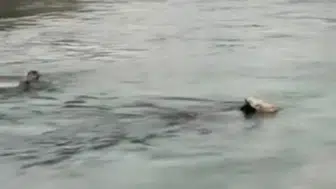 Diyarbakır'da ineği kurtarmak için su kanalına atladı