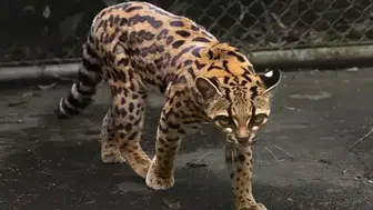 Bolivya ormanlarında yeni bir kedi türü keşfedildi