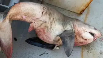 Saros Körfezi'nde balıkçı ağına 65 kiloluk kum kaplanı köpek balığı takıldı