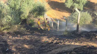 Aydın'da zeytinlik alanda yangın : 2 dönümlük alan zarar gördü