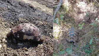 Bolu'da bahçeden ormana sıçrayan yangın söndürüldü