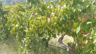 Denizli Buldan'da 2 ton üzüm hırsızlığı : Şüpheliler yakalandı