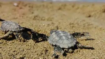 Kuşadası'nda koruma dışındaki yuvadan 59 caretta caretta yavrusu çıktı