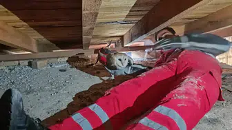 Hatay'da çatı katında mahsur kalan peçeli baykuş kurtarıldı