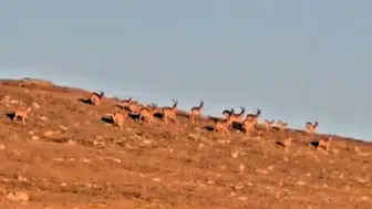 Doğa yürüyüşünde dev sürpriz !