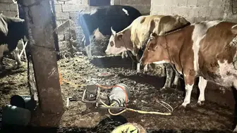 Nevşehir'de inek sağarken elektrik akıma kapılan kadın öldü