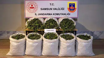 Samsun Bafra'da uyuşturucu operasyonu : 63 kilo kubar esrar ele geçirildi