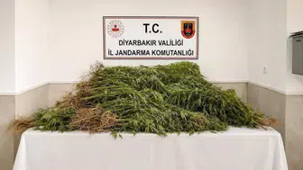 Diyarbakır’da uyuşturucu operasyonu : 144 bin 398 kök kenevir ele geçirildi
