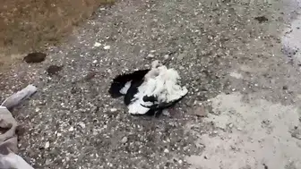 Kütahya'da tren yolu yakınında çok sayıda leylek ölü bulundu