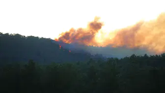 Muğla Menteşe'de orman yangını